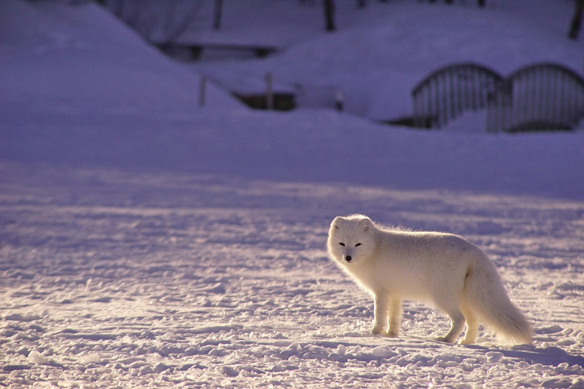 Arctic Foxes may be seen on the Polar Circle Marathon