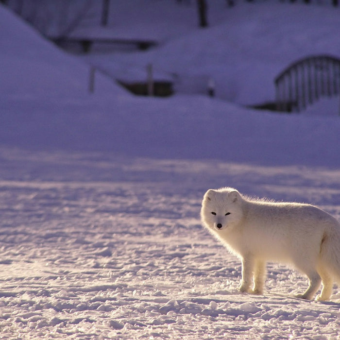Arctic Foxes may be seen on the Polar Circle Marathon