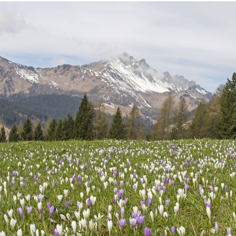 Trekking the Karnischer Hohenweg, the Carnic Peace Trail, Austria and Italy