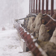Farmers love ICEGRIPPER Trek+Work because they give rugged grip when working on icy fields, farmyards and other snowy and icy areas