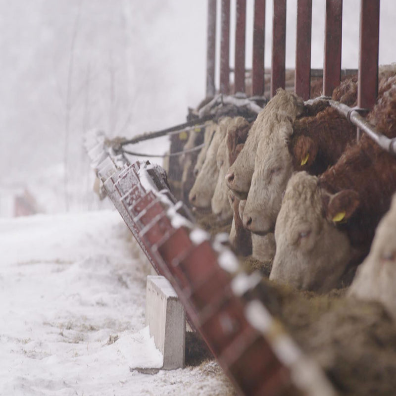 Farmers love ICEGRIPPER Trek+Work because they give rugged grip when working on icy fields, farmyards and other snowy and icy areas
