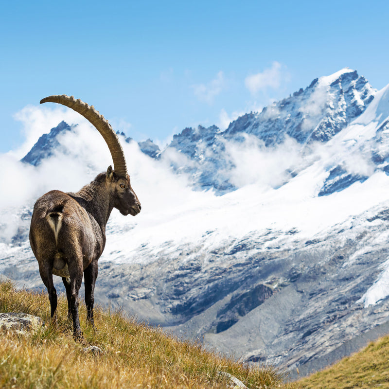 Randonner dans le Parc National du Grand Paradis – 30 promenades dans la Vallée d'Aoste et le Piémont